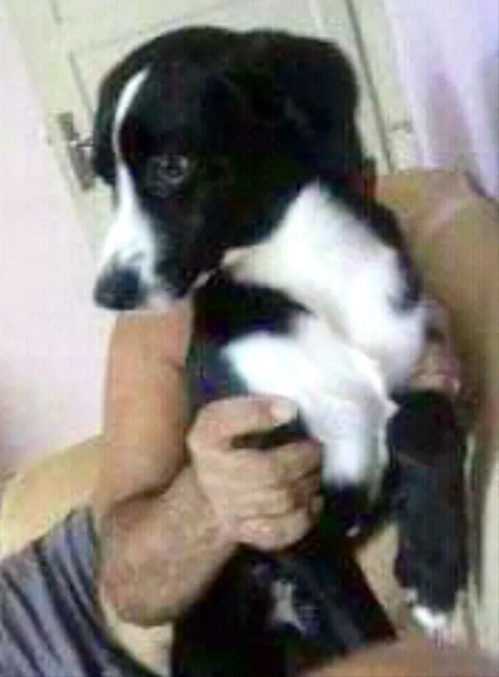 Cachorro ra a Srd  idade 1 ano nome Pedrinho adoção 
