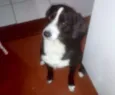 Pedrinho adoção