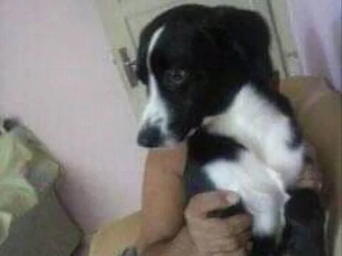 Cachorro ra a Srd  idade 1 ano nome Pedrinho adoção 