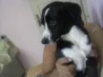 Pedrinho adoção