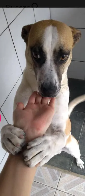 Cachorro ra a SRD idade 1 ano nome Maik