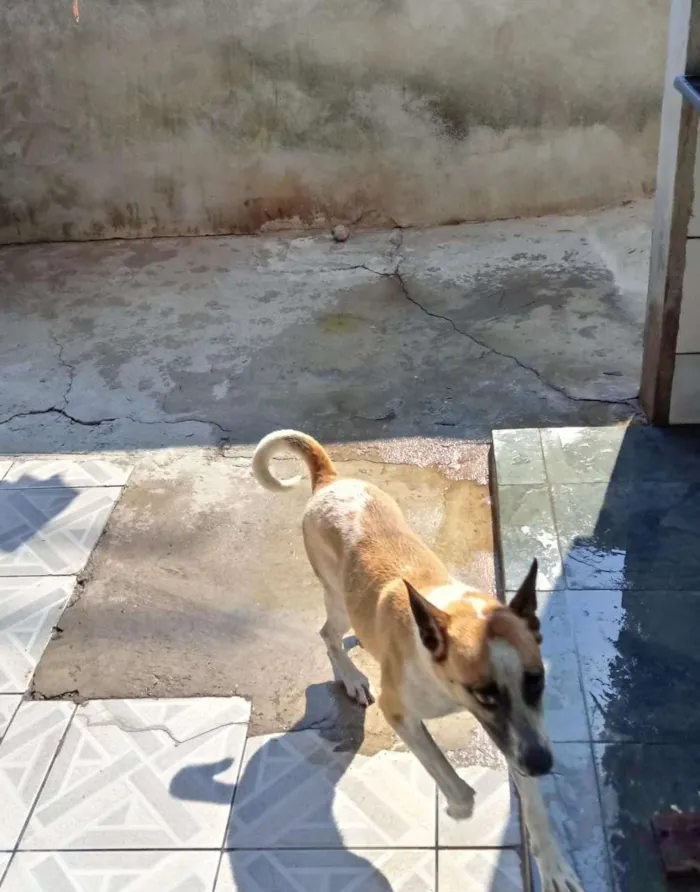Cachorro ra a SRD idade 1 ano nome Maik