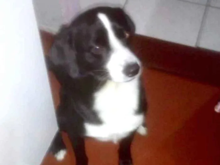 Cachorro ra a Srd  idade 1 ano nome Pedrinho adoção 