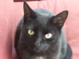 Tom 