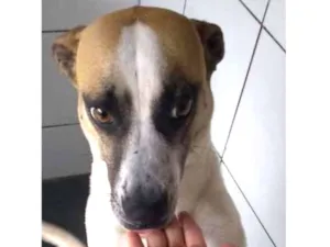 Cachorro raça SRD idade 1 ano nome Maik