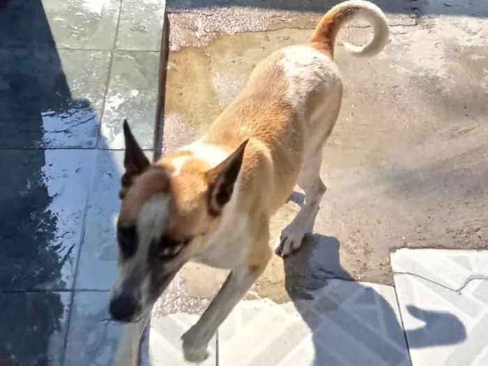 Cachorro ra a SRD idade 1 ano nome Maik