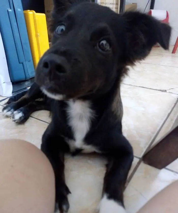 Cachorro ra a SRD idade 1 ano nome Luna