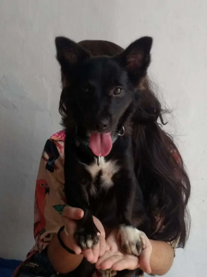 Cachorro ra a SRD idade 1 ano nome Luna