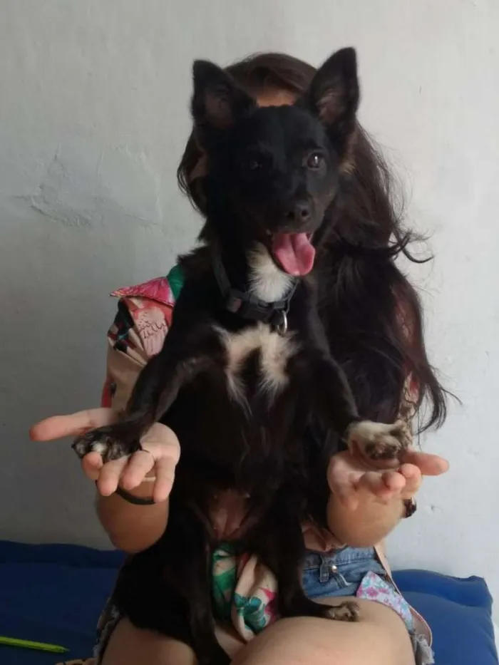 Cachorro ra a SRD idade 1 ano nome Luna