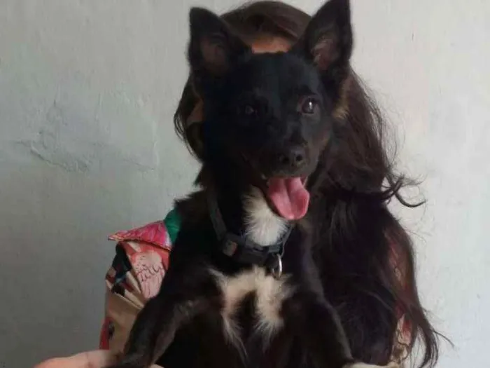 Cachorro ra a SRD idade 1 ano nome Luna