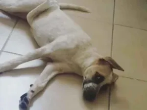 Cachorro raça Sem raça  idade 1 ano nome Thor