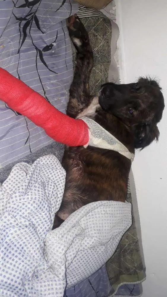 Cachorro ra a Não sei idade 2 a 6 meses nome Não sei