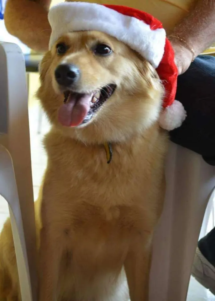 Cachorro raça Vira lata idade 6 ou mais anos nome Ully