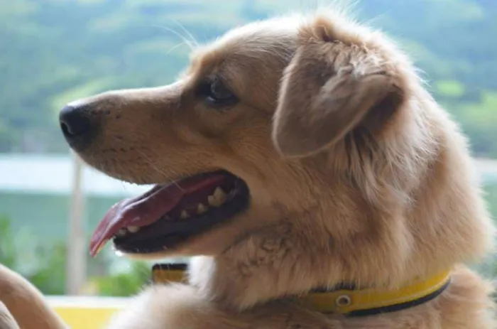 Cachorro raça Vira lata idade 6 ou mais anos nome Ully
