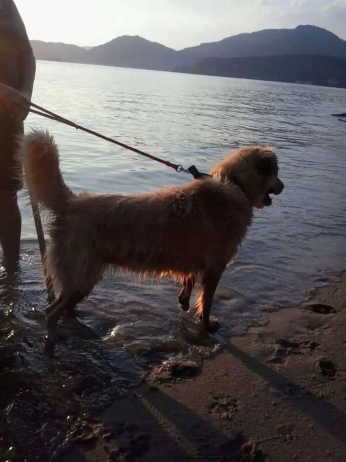 Cachorro raça Vira lata idade 6 ou mais anos nome Ully