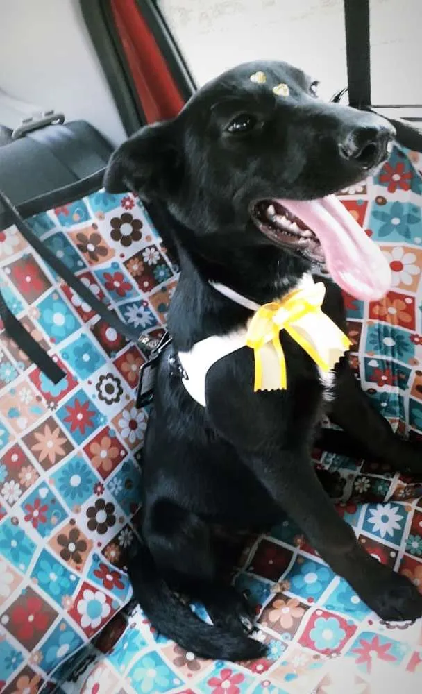 Cachorro ra a SRD idade 7 a 11 meses nome Isa