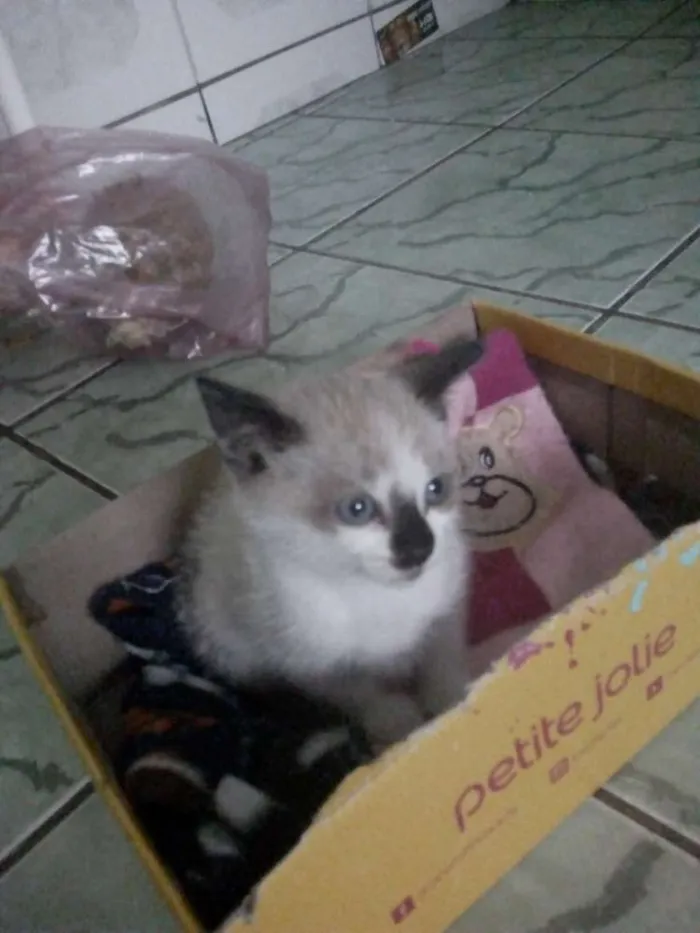 Gato ra a Siamês idade Abaixo de 2 meses nome Flora