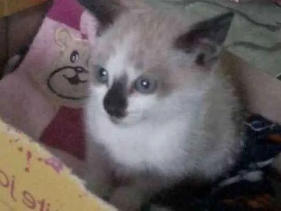 Gato ra a Siamês idade Abaixo de 2 meses nome Flora