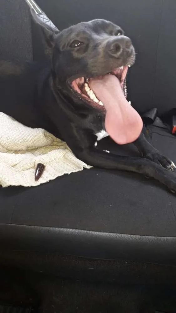Cachorro ra a SRD idade 1 ano nome Manuela