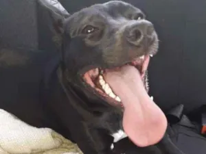 Cachorro raça SRD idade 1 ano nome Manuela