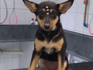 Cachorro raça SRD idade 7 a 11 meses nome Bella