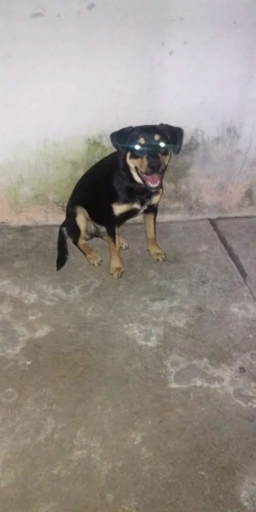 Cachorro ra a Mestiço com rottweiler idade 2 a 6 meses nome Meggie