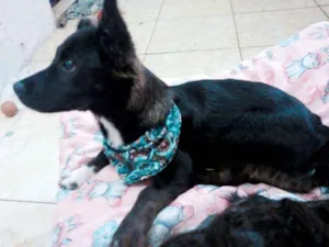 Cachorro raça SRD idade 1 ano nome Luna