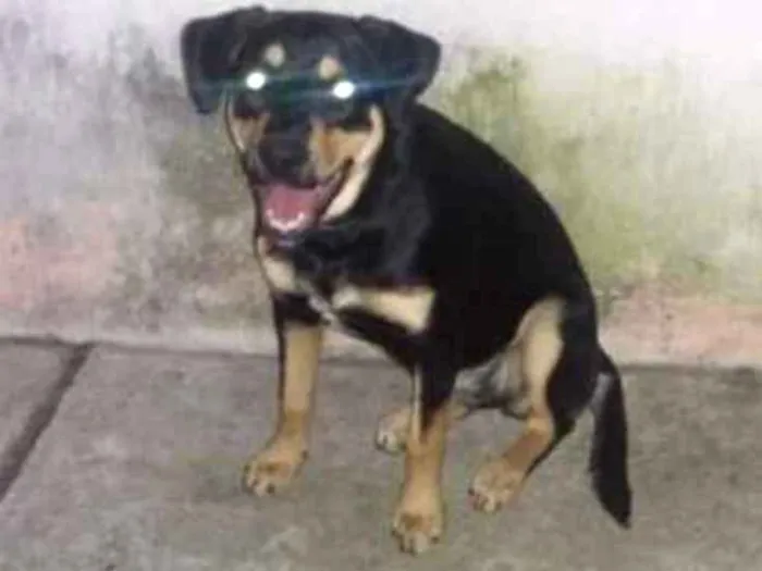 Cachorro ra a Mestiço com rottweiler idade 2 a 6 meses nome Meggie