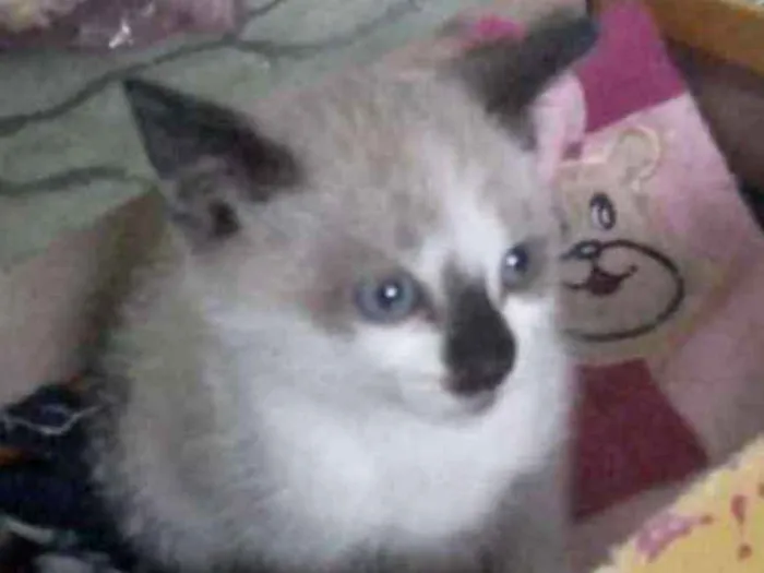 Gato ra a Siamês idade Abaixo de 2 meses nome Flora