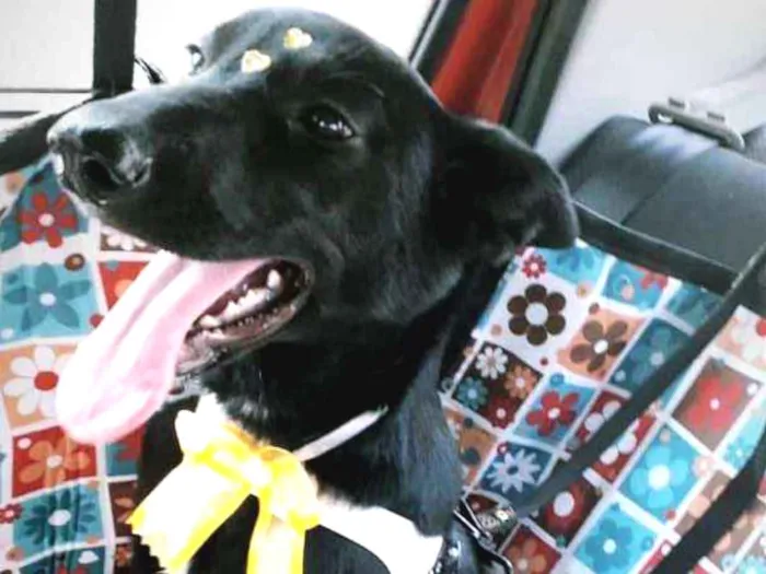 Cachorro ra a SRD idade 7 a 11 meses nome Isa