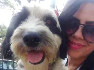 Cachorro raça SRD idade 2 anos nome KIMBERLY