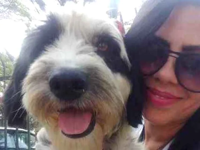 Cachorro ra a SRD idade 2 anos nome KIMBERLY