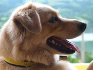 Cachorro raça Vira lata idade 6 ou mais anos nome Ully