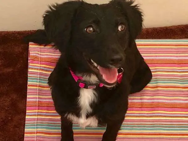 Cachorro ra a Srd idade 1 ano nome Pérola 