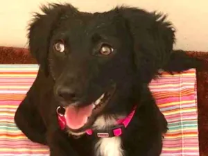 Cachorro raça Srd idade 1 ano nome Pérola 