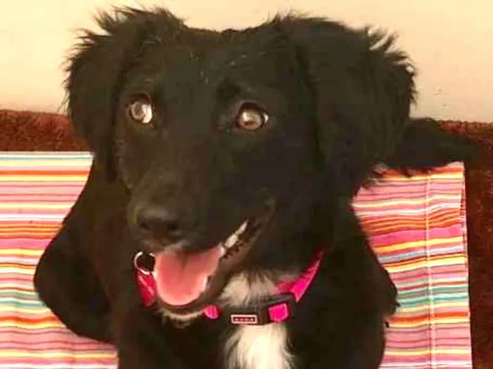 Cachorro ra a Srd idade 1 ano nome Pérola 