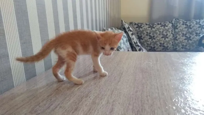 Gato ra a  idade Abaixo de 2 meses nome Sem nome