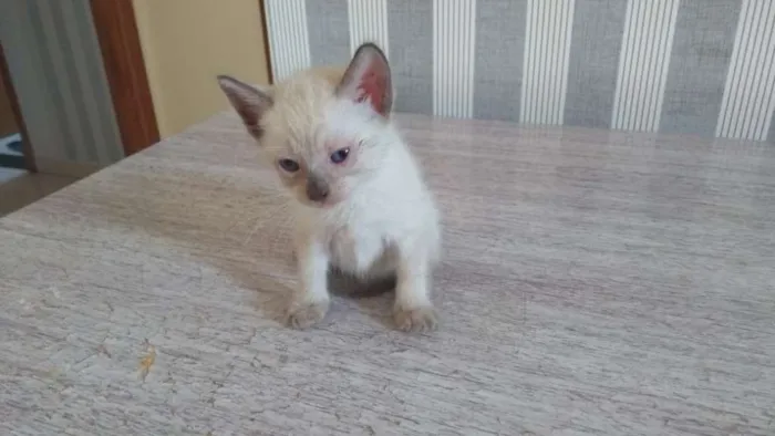 Gato ra a  idade Abaixo de 2 meses nome Sem nome
