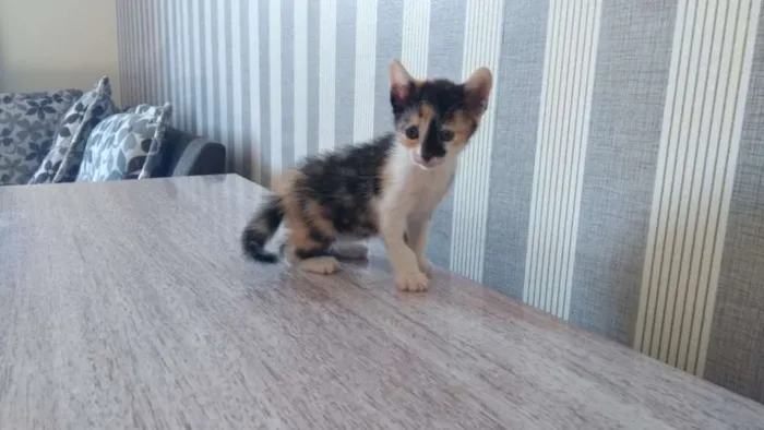 Gato ra a  idade Abaixo de 2 meses nome Sem nome