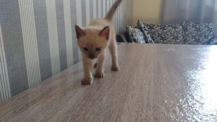 Gato ra a  idade Abaixo de 2 meses nome Sem nome