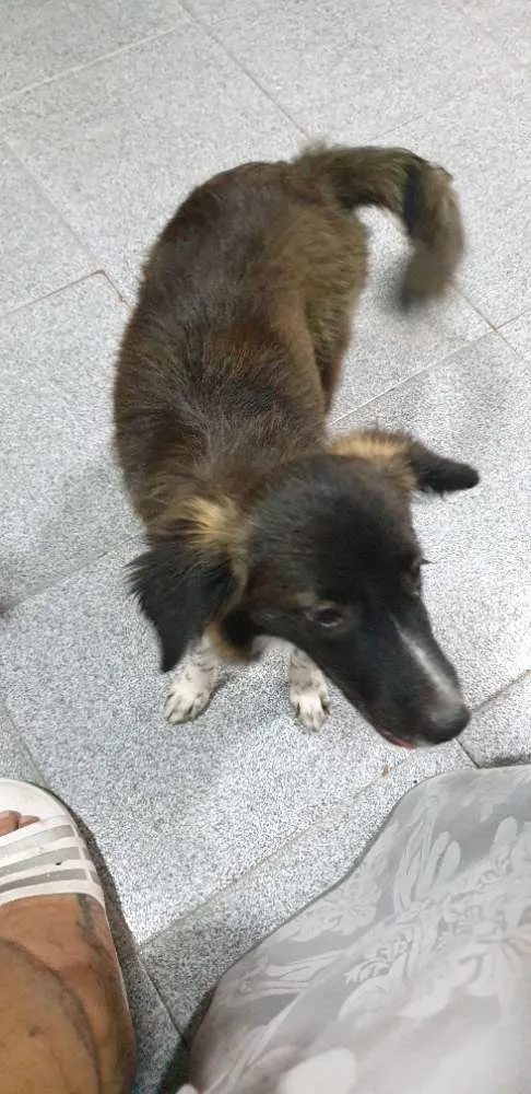 Cachorro ra a Desconhecida idade 2 a 6 meses nome Sem nome