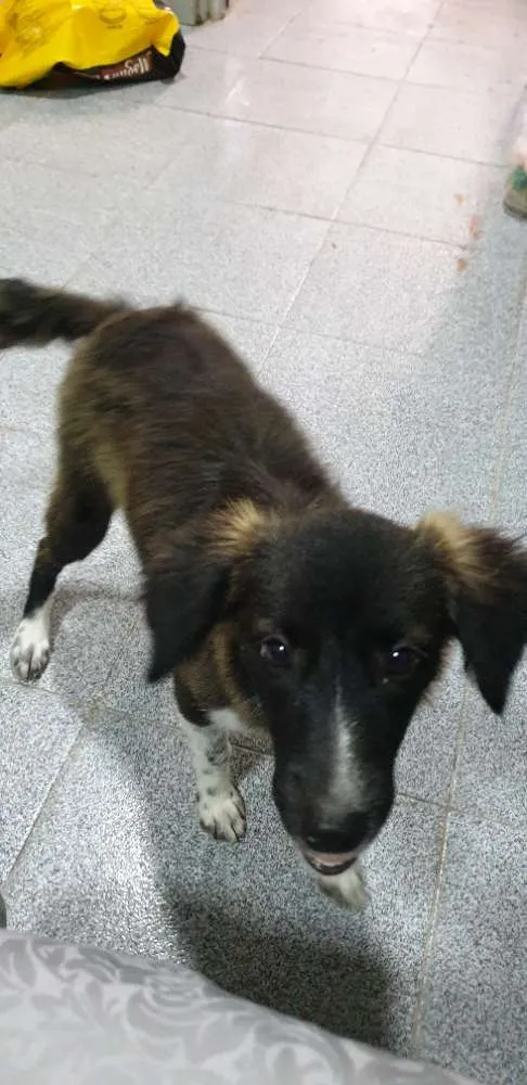 Cachorro ra a Desconhecida idade 2 a 6 meses nome Sem nome