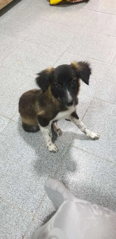 Cachorro ra a Desconhecida idade 2 a 6 meses nome Sem nome