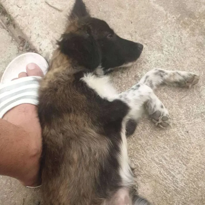 Cachorro ra a Desconhecida idade 2 a 6 meses nome Sem nome
