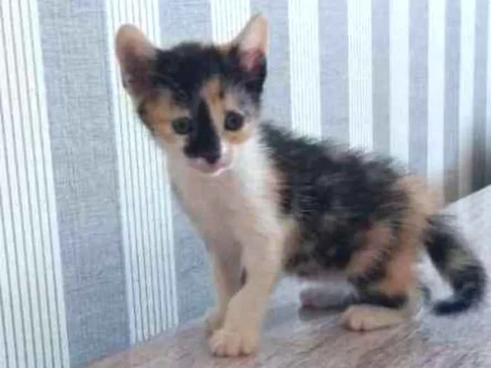 Gato ra a  idade Abaixo de 2 meses nome Sem nome