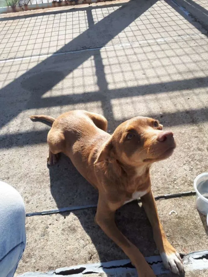 Cachorro ra a  idade 7 a 11 meses nome Não sei