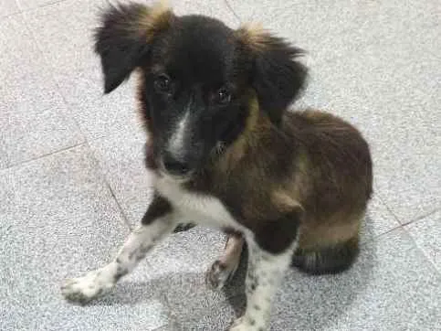 Cachorro ra a Desconhecida idade 2 a 6 meses nome Sem nome