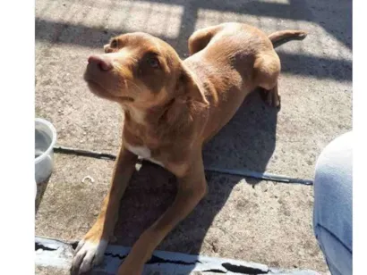 Cachorro raça  idade 7 a 11 meses nome Doguinho 