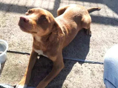 Cachorro raça  idade 7 a 11 meses nome Não sei