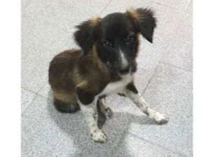 Cachorro raça Desconhecida idade 2 a 6 meses nome Sem nome